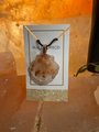 Himalayan Salt Shell Necklace - Healing & Protection Pendant - Unique Crystal Jewelry Gift