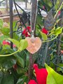 Unique Himalayan Salt Heart Pendant Necklace - Natural Purifying Crystal Charm on Gold or Silver Chain